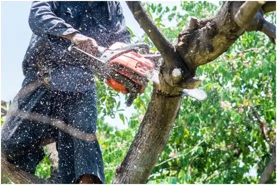 tree services Barnwell